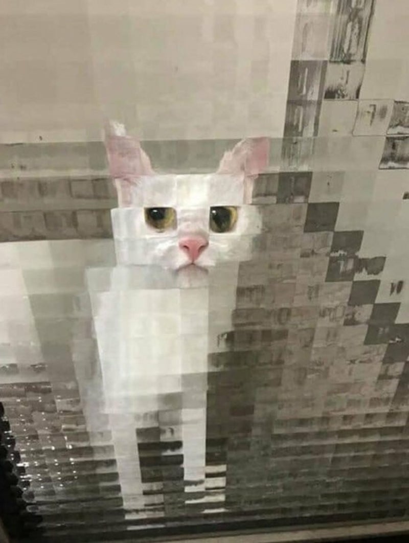 네모네모, 고먐미, 고양이